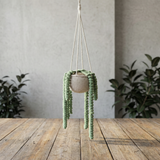 DIY-sett: Hengende plante